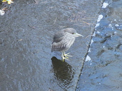 Nycticorax nycticorax