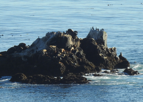 iNaturalist observation photo of California Sea Lion
