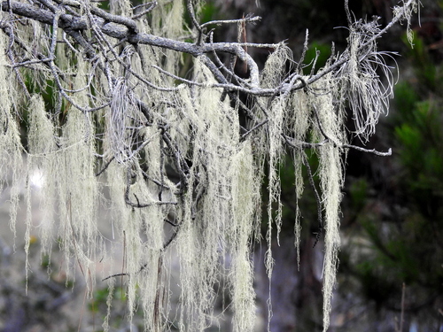 iNaturalist observation photo of lace lichen