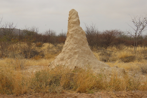 Giant Mound Termite photo 3