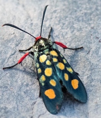 Arniocera auriguttata