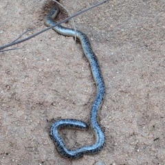 Afrotyphlops schlegelii