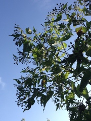 Dendroviguiera quinqueradiata