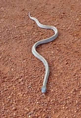 Limaformosa capensis