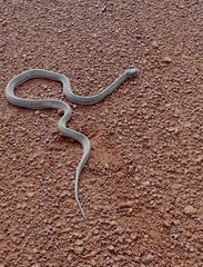 Limaformosa capensis