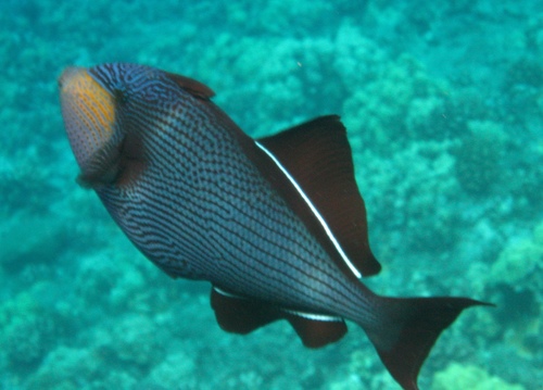 Black Triggerfish