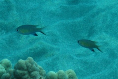 Pycnochromis vanderbilti