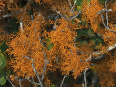 Teloschistes capensis