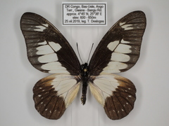 Graphium schubotzi schubotzi