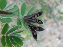 Senna apiculata