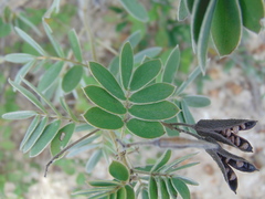 Senna apiculata