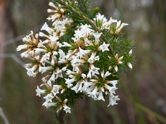 Epacris lanuginosa