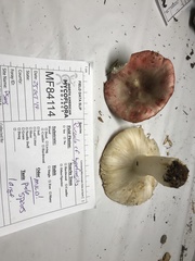 Russula phoenicea