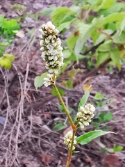 Persicaria tomentosa