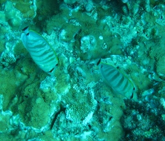 Chaetodon multicinctus