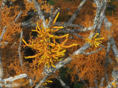 Dufourea flammea