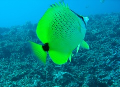Chaetodon miliaris