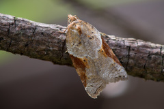 Acleris laterana
