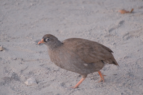 Red-billed Spurfowl
