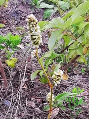 Persicaria tomentosa