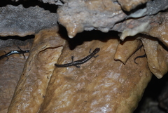 Plethodon dixi