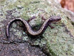 Plethodon hubrichti