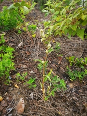 Persicaria tomentosa