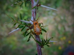Pselliopus latispina