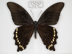 Papilio sosia pulchra