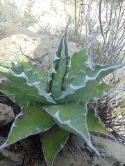 Agave xylonacantha