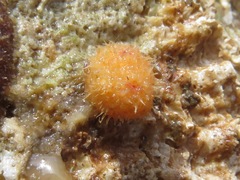 Boltenia villosa