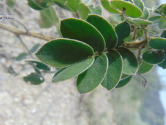 Senna apiculata
