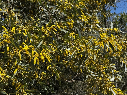 Acacia blakei observed 2025-09-12