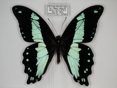 Papilio sosia pulchra