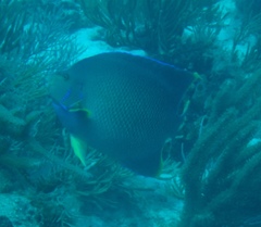 Holacanthus bermudensis
