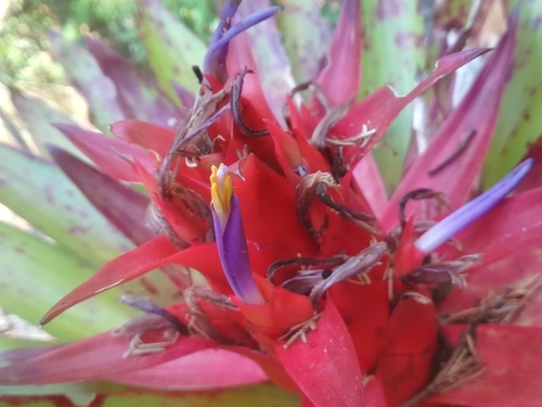Image of Tillandsia imperialis by (c) Erick Vélez Sánchez, some rights reserved (CC BY)