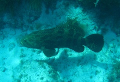Epinephelus itajara