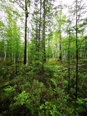 Picea jezoensis jezoensis