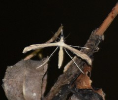 Lioptilodes albistriolatus