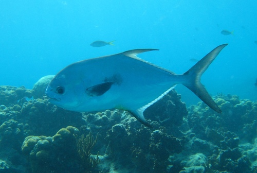 Permit (Trachinotus falcatus) — Carangidae
