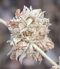 Malacothamnus enigmaticus