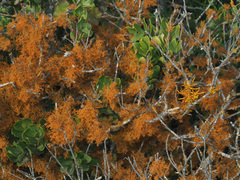 Teloschistes capensis