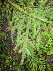 Picea jezoensis jezoensis