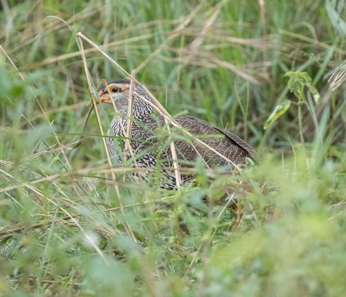 Heuglin's Spurfowl (Pternistis icterorhynchus), photo 2