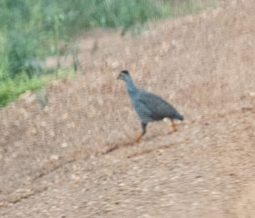 Heuglin's Spurfowl (Pternistis icterorhynchus), photo 3