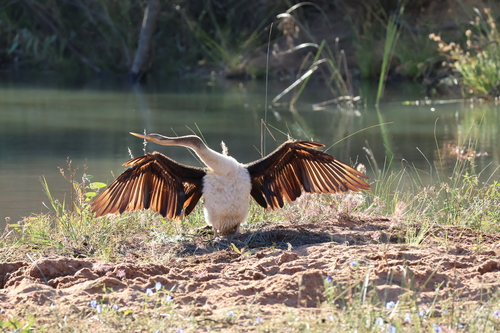 Australasian Darter