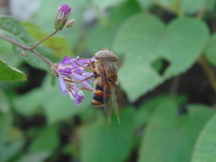 Copestylum macrocephalum