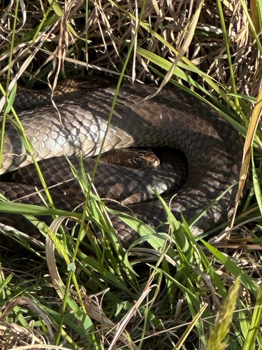 Eastern Brown Snake sighting