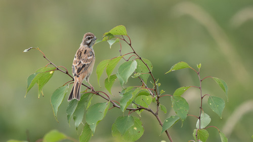 Jankowski's Bunting (Emberiza jankowskii)