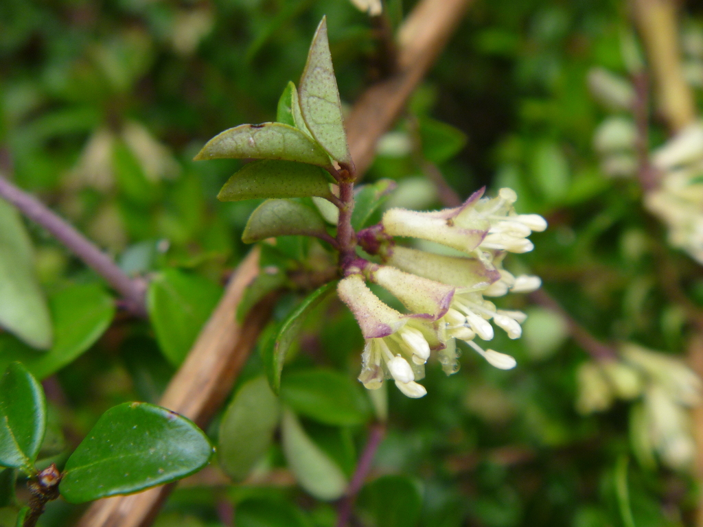 Lonicera ligustrina — an easy houseplant, prefers partial sun light